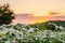 Chamomile field at sunset