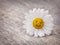 Chamomile flower