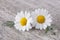 Chamomile flower