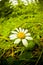 chamomile Flower