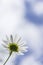 Chamomile flower and  blurred blue sky with clouds in background