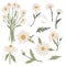 Chamomile flower bouquet in blossom, floral vector