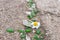 The chamomile flower is among the broken glass on the asphalt