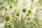 Chamomile flower, camomile herb in garden.