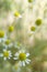 Chamomile flower, camomile herb in garden