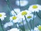 Chamomile flower - Daisy Floral background