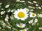 Chamomile flower - Daisy Floral background