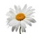 Chamomile flower with dew drops on white background