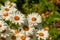 Chamomile flower field. Chamomile pharmacy (otherwise Matricaria chamomilla, chamomile stripped, Camila, blink, blush, maiden