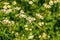 Chamomile flower field. Chamomile pharmacy (otherwise Matricaria chamomilla, chamomile stripped, Camila, blink, blush, maiden