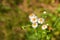 Chamomile flower field. Chamomile pharmacy (otherwise Matricaria chamomilla, chamomile stripped, Camila, blink, blush, maiden