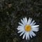 The chamomile is a flower that fights for love until the last petal!