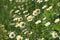 Chamomile flower on green meadow