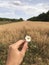 Chamomile flower in hand on the background of a field with wheat