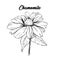 Chamomile flower hand drawn illustration