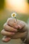 Chamomile flower in hand, nature, environment. Summer, love, new life, skin care, spa. A woman holding a flower