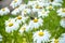 Chamomile flower ,Matricaria chamomilla, with butterfly . Daisy is a symbol of family love and loyalty.White chamomile-a