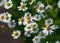 Chamomile flower Matricaria chamomilla scented mayweed in summer garden