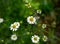 Chamomile flower Matricaria chamomilla scented mayweed in summer garden