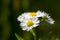 Chamomile flower natural background