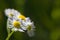 Chamomile flower natural background