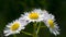 Chamomile flower natural background
