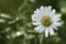 Chamomile flower with small white spider on it on blurry background with sunlights