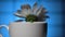 Chamomile flower in a teacup with water drops