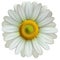 Chamomile flower, vector Eps10 illustration