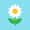 Chamomile flower vector icon in flat style. Daisy illustration o