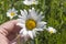 Chamomile flower in a woman`s hand in a meadow in Sunny weather