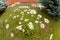 Chamomile flowerbed