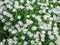 Chamomile in the flowerbed. Small white flowers among green grass