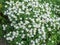 Chamomile in the flowerbed. Small white flowers among green grass