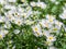 Chamomile in the flowerbed. Small white flowers among green grass