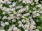 Chamomile in the flowerbed. Small white flowers among green grass