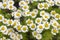 Chamomile. Flowering daisies on a meadow in the summer.