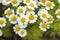 Chamomile. Flowering daisies on a meadow in the summer.