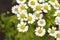 Chamomile. Flowering daisies on a meadow in the summer.