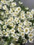 Chamomile flowers