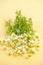 Chamomile flowers