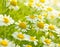 Chamomile flowers