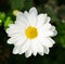 Chamomile flowers background