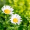 Chamomile flowers. Beautiful Blooming landscape in sunny day macro