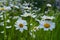 Chamomile flowers. Beautiful summer scene with blooming daisies