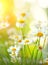 Chamomile flowers border. Beautiful nature scene with blooming medical chamomilles. Daisy summer field