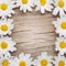 Chamomile flowers border on wooden background