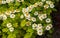 Chamomile flowers. camomile, daisy wheel, daisy chain, chamomel. An aromatic European plant, with white and yellow daisy like
