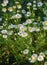 Chamomile flowers. camomile, daisy wheel, daisy chain, chamomel. An aromatic European plant, with white and yellow daisy like