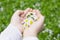 Chamomile flowers in children\'s hands